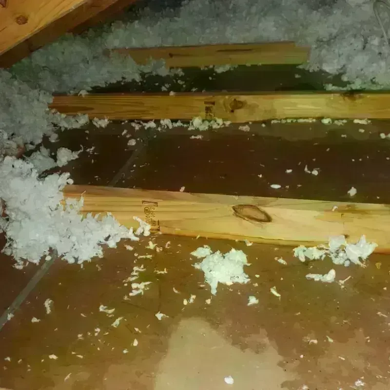 Best Attic Water Damage Service in Portage County, WI